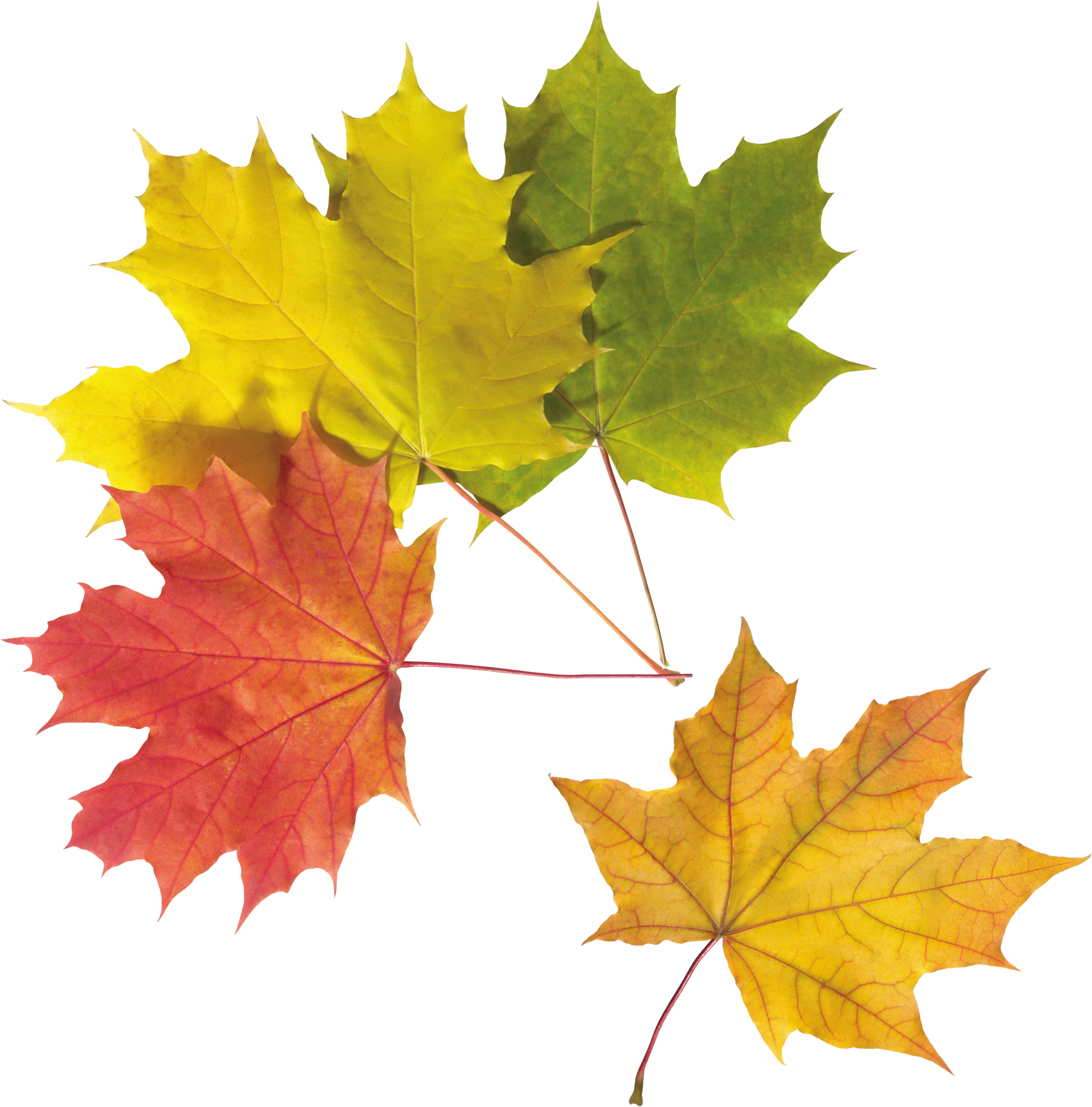 Autumn Png Leaf - Autumn, Transparent background PNG HD thumbnail