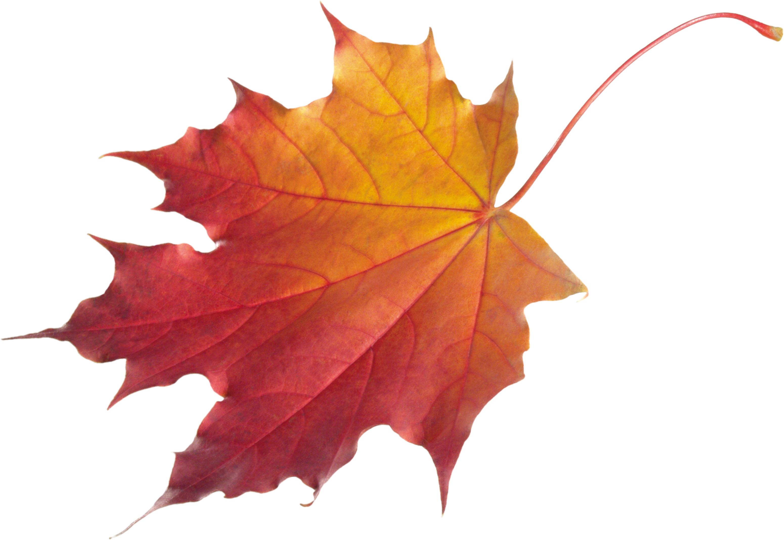 Autumn Png Leaf - Autumn, Transparent background PNG HD thumbnail
