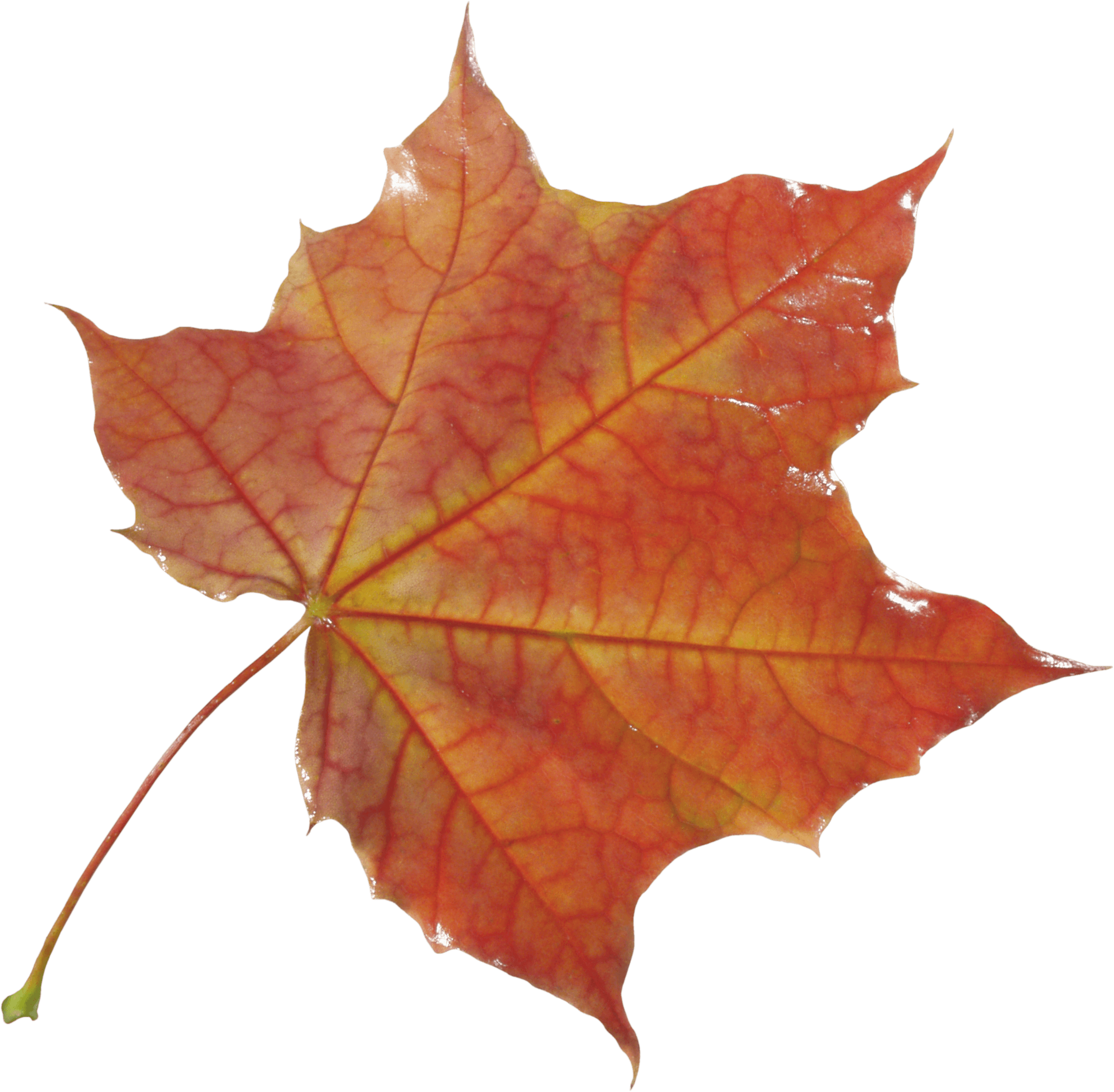 Autumn Png Leaf Png Image - Autumn, Transparent background PNG HD thumbnail
