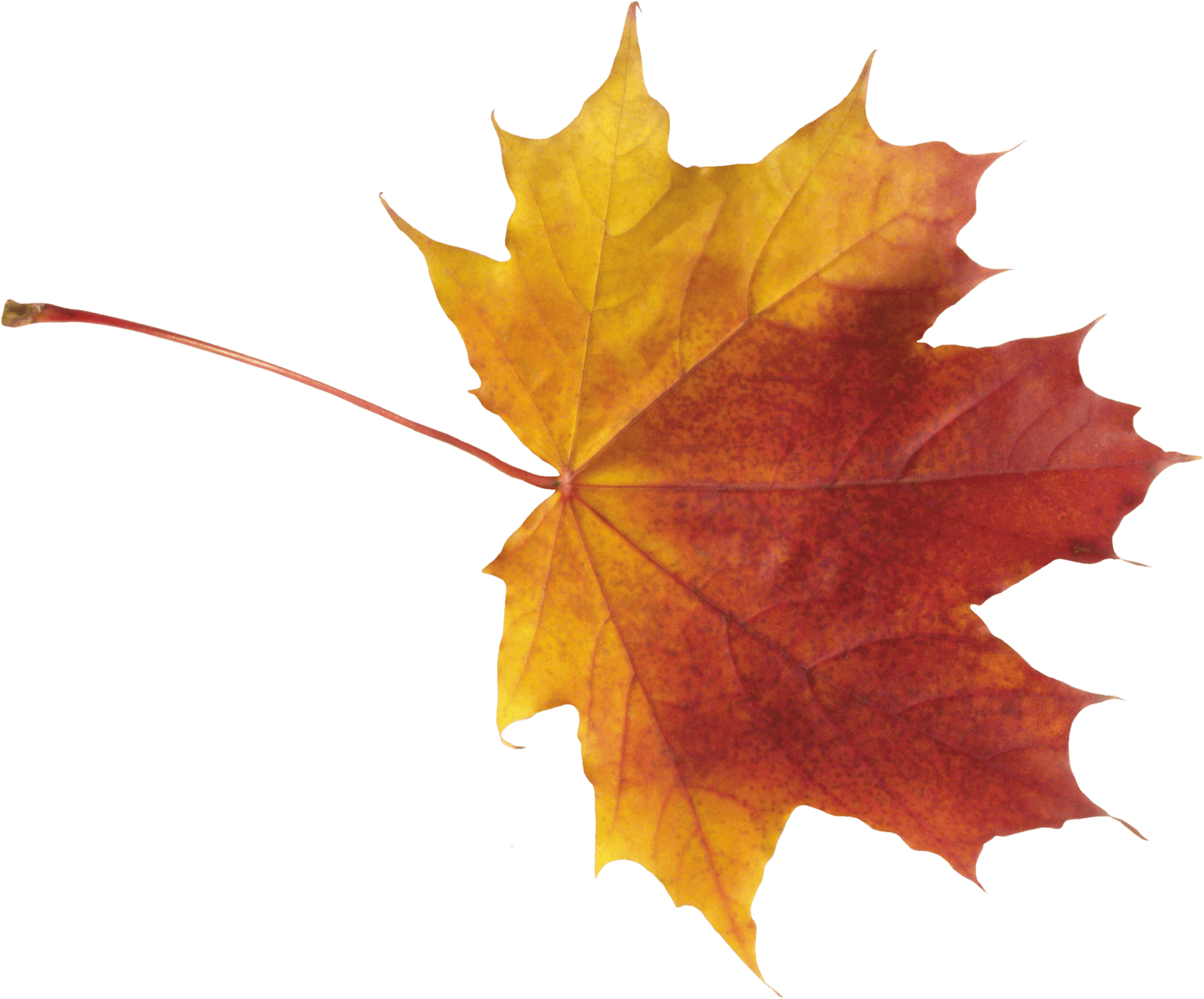 Autumn Png Leaf Png Image - Autumn, Transparent background PNG HD thumbnail