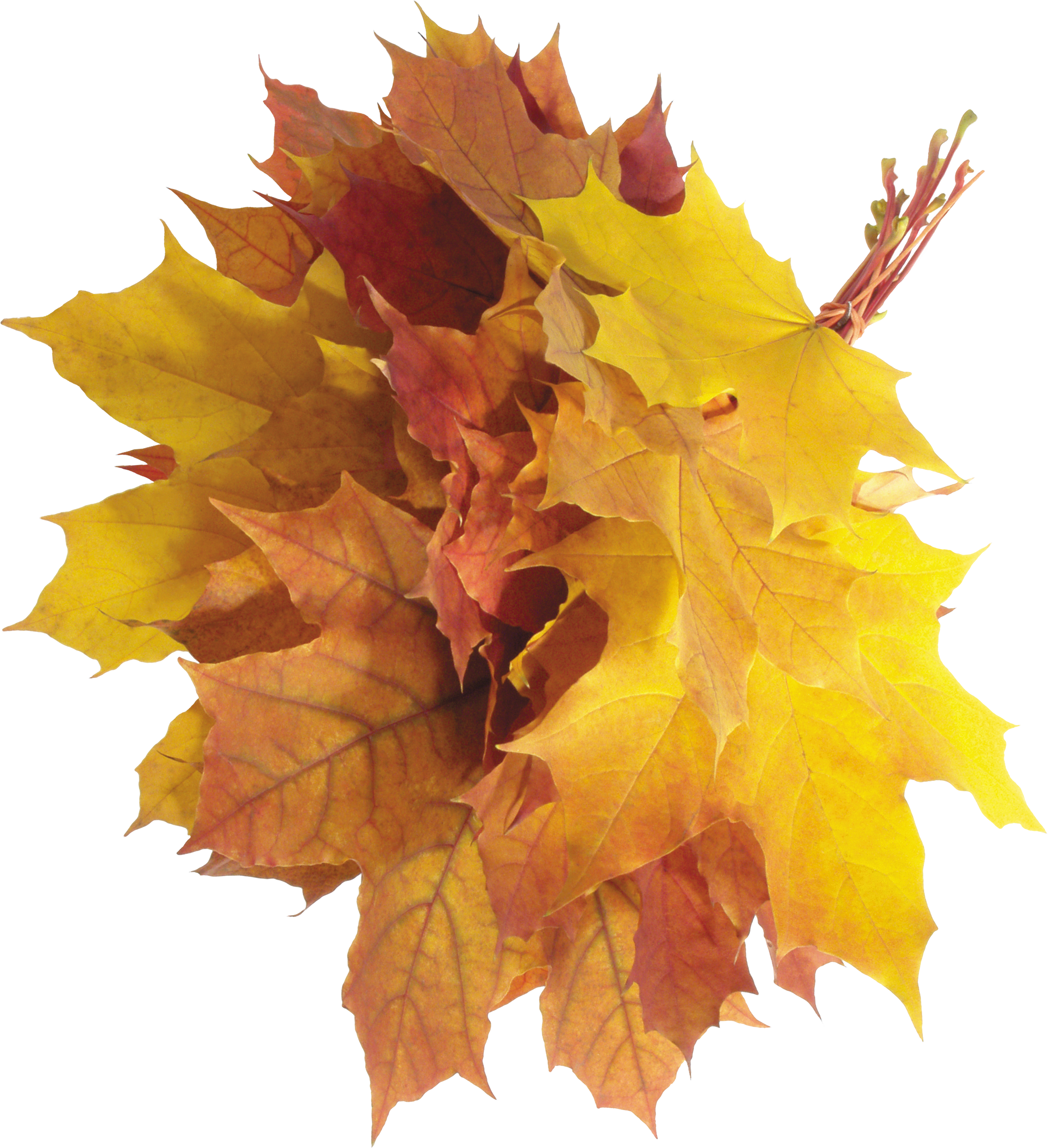 Autumn Png Leaves - Autumn, Transparent background PNG HD thumbnail