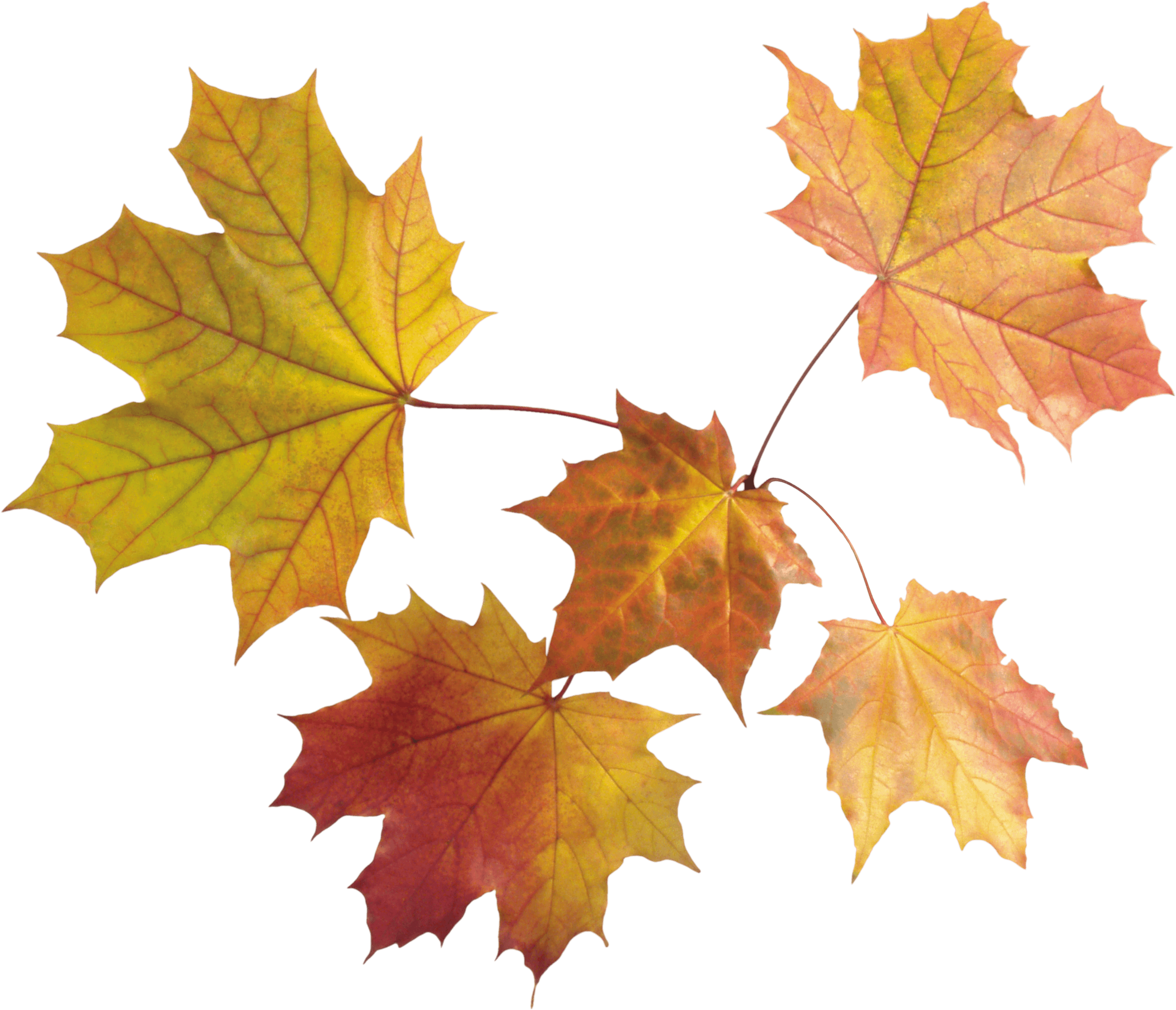 Autumn Png Leaves Png Image - Autumn, Transparent background PNG HD thumbnail
