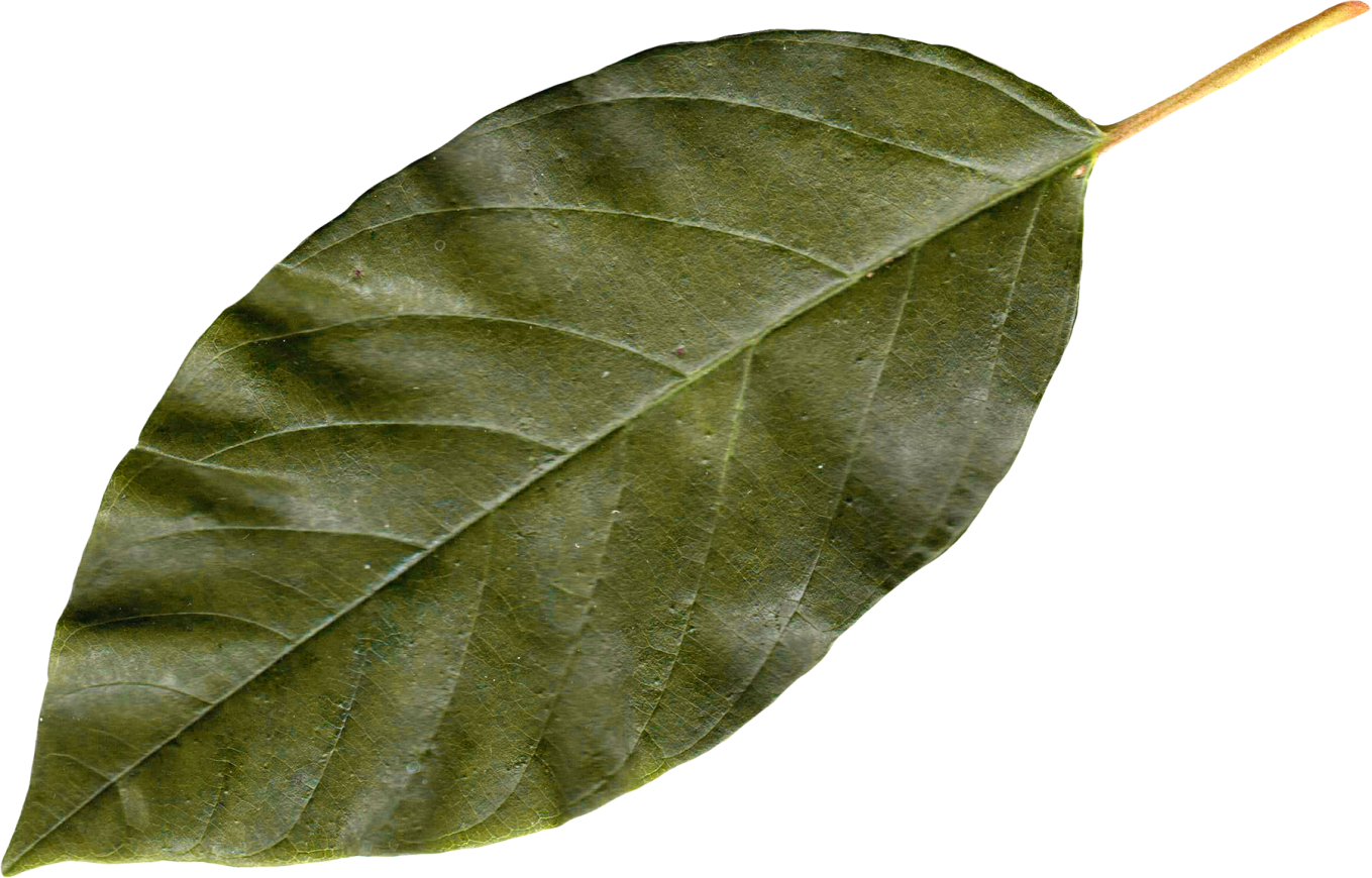 Autumn Png Leaf - Leaves, Transparent background PNG HD thumbnail