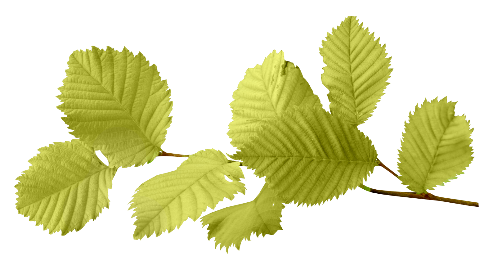 Autumn Png Leaf - Leaves, Transparent background PNG HD thumbnail