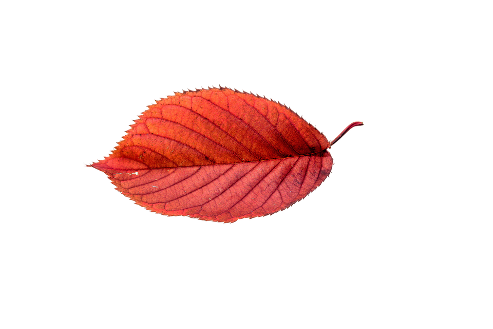Autumn Leaves Leaf Transparent Fall Color Colorful - Autumn Sun, Transparent background PNG HD thumbnail
