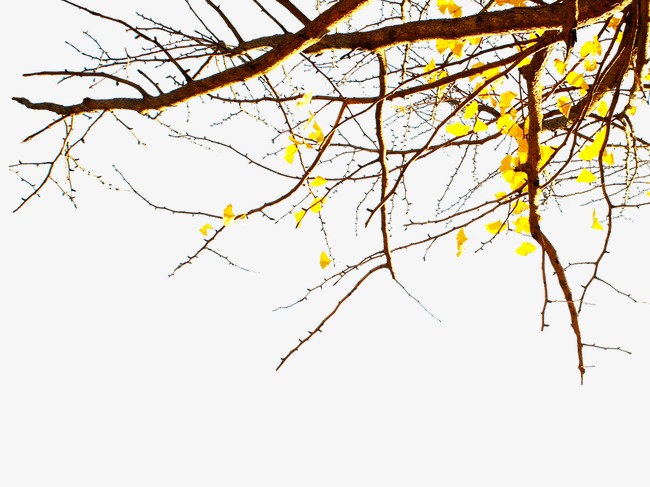 Deadwood Tree Autumn Sun, Branches, Feeling, Withered Free Png Image - Autumn Sun, Transparent background PNG HD thumbnail