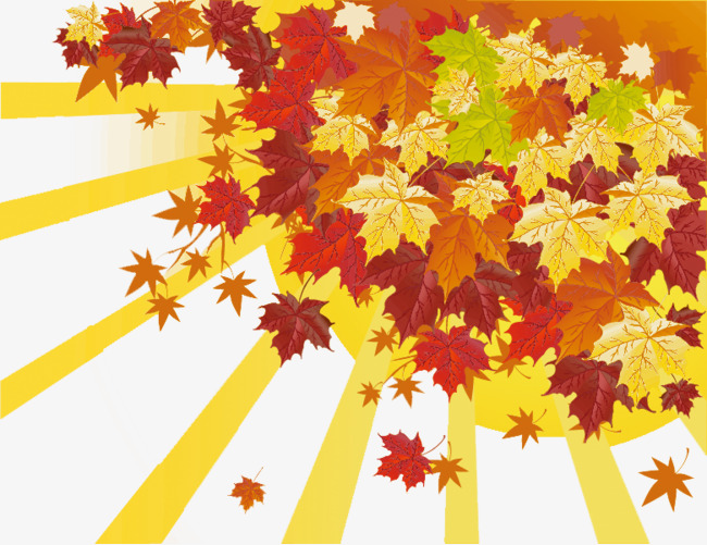 Late Autumn Sun In The Morning, Sunlight, Defoliation, Maple Free Png And Psd - Autumn Sun, Transparent background PNG HD thumbnail