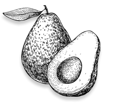 The Fruit Eventually Made Its Way Across The Atlantic When Spanish Explorers Were Introduced To The Avocado In The 16Th Century. - Avocado Black And White, Transparent background PNG HD thumbnail