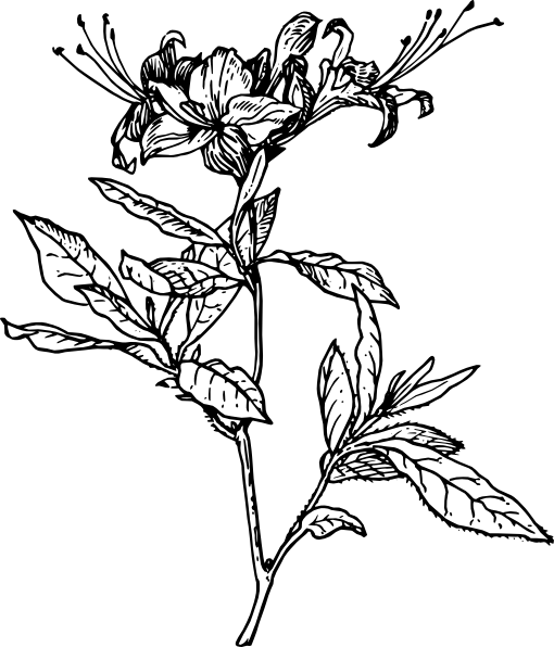 azaleia Logo Vector