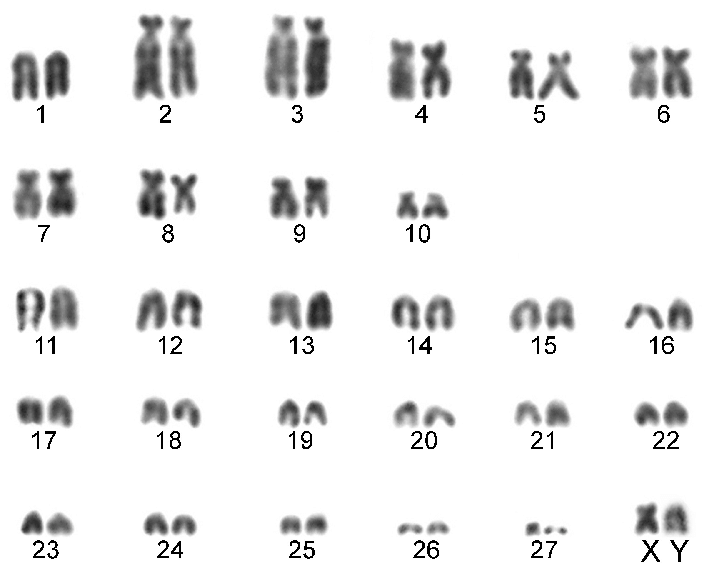 Karyotype Of The Turcicus Race (2N U003D 56, Nf U003D 76) From Babaeski - Babae Black And White, Transparent background PNG HD thumbnail