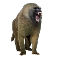 Baboon Png Hdpng.com 200 - Baboon, Transparent background PNG HD thumbnail