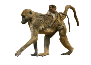 Baboon Png Hdpng.com 293 - Baboon, Transparent background PNG HD thumbnail