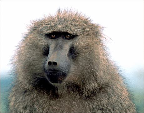 Baboon Png Hdpng.com 460 - Baboon, Transparent background PNG HD thumbnail