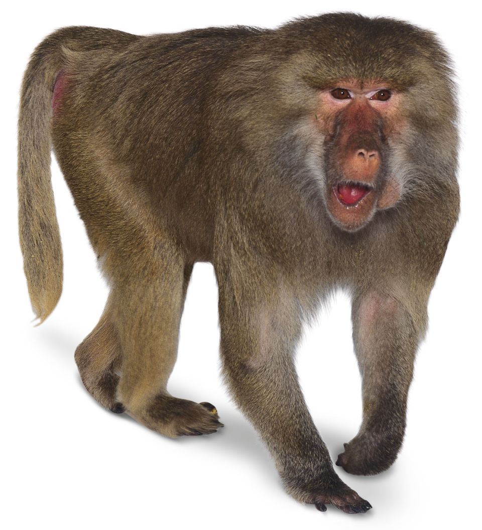 95002156 Hamadryas Baboon Mdxqw3 - Baboon, Transparent background PNG HD thumbnail