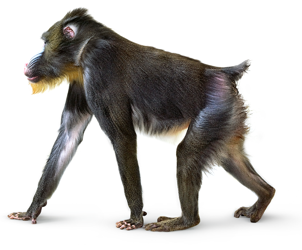 Animal - Baboon, Transparent background PNG HD thumbnail