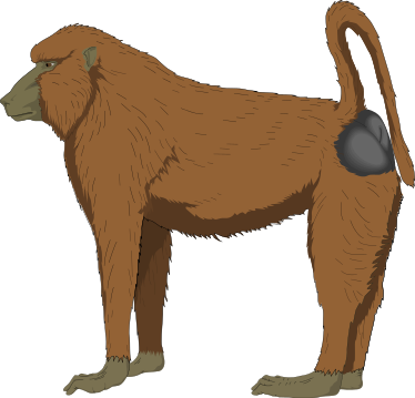 Baboon - Baboon, Transparent background PNG HD thumbnail