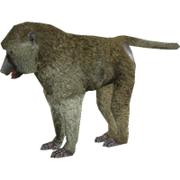 Baboon Png Clipart Png Image - Baboon, Transparent background PNG HD thumbnail