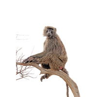Baboon Transparent Png Image - Baboon, Transparent background PNG HD thumbnail