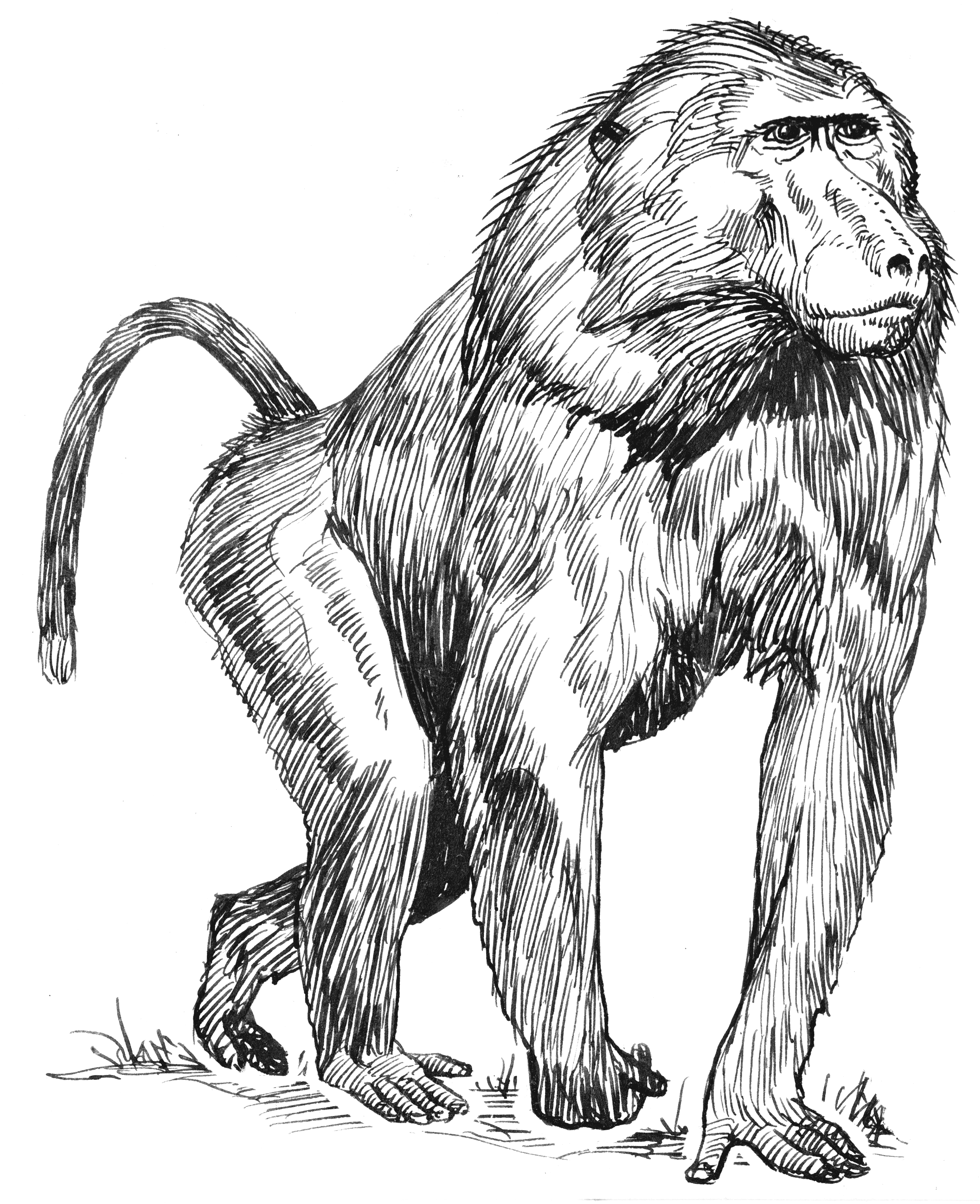 File:baboon (Psf).png - Baboon, Transparent background PNG HD thumbnail