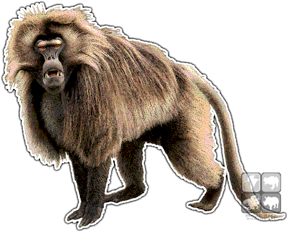 Gelada Baboon Decal - Baboon, Transparent background PNG HD thumbnail