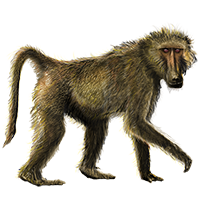 Huge Item Chacmababoon 01 - Baboon, Transparent background PNG HD thumbnail