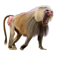 Marketplace Item: 25Rp - Baboon, Transparent background PNG HD thumbnail