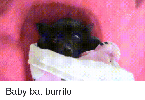 Baby, Bat, And Burrito: Baby Bat Burrito - Baby Bat, Transparent background PNG HD thumbnail