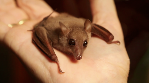 bats! images tiny baby bat wa