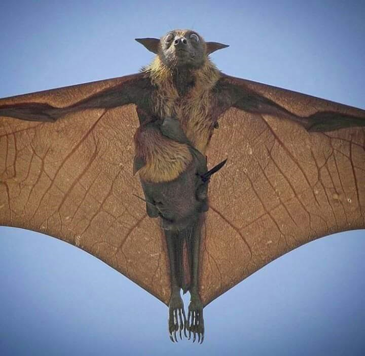 Flying Fox Or Fruit Bat From Australia With Baby On Board. - Baby Bat, Transparent background PNG HD thumbnail