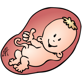 Baby In Its Mothers Pregnant Belly   Full Color Print - Baby Belly, Transparent background PNG HD thumbnail