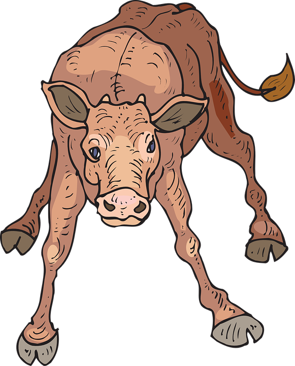 Baby Farm Standing Wobbly Animal Calf - Baby Calf, Transparent background PNG HD thumbnail