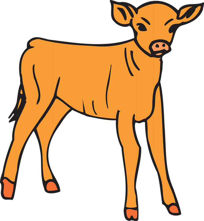 Baby Orange Standing Animal Calf Bovine - Baby Calf, Transparent background PNG HD thumbnail