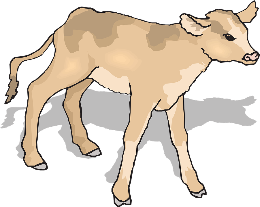 Calf Baby Cow Standing Shadow Young Mammal - Baby Calf, Transparent background PNG HD thumbnail