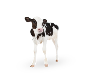 calf baby cow standing shadow