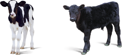Cattle - Baby Calf, Transparent background PNG HD thumbnail