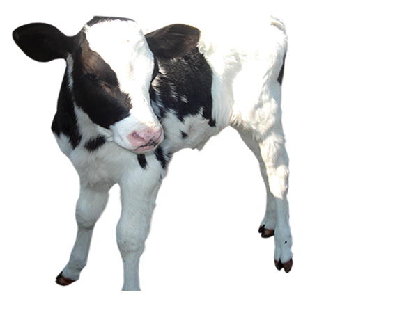Cow Calf Png Picture - Baby Calf, Transparent background PNG HD thumbnail