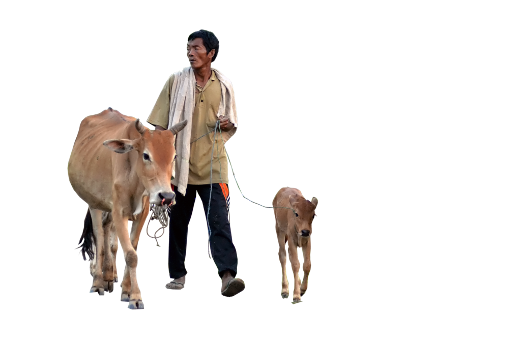 Cow With Baby Png, Cow With Man Png Images - Baby Calf, Transparent background PNG HD thumbnail