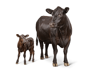 Cattle Calf Drawing Clip art 