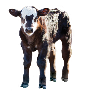 Our Complete Family Of Calf Care Products Designed To Get Your Calves Off To A Great Start. - Baby Calf, Transparent background PNG HD thumbnail