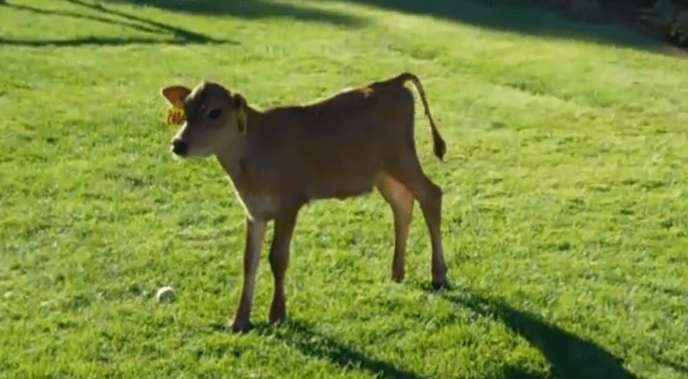 The Calf Says Moo - Baby Calf, Transparent background PNG HD thumbnail