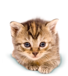 Baby Cat Png Hdpng.com 239 - Baby Cat, Transparent background PNG HD thumbnail