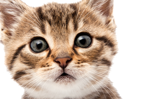 Baby Cat Png Download Image - Baby Cat, Transparent background PNG HD thumbnail