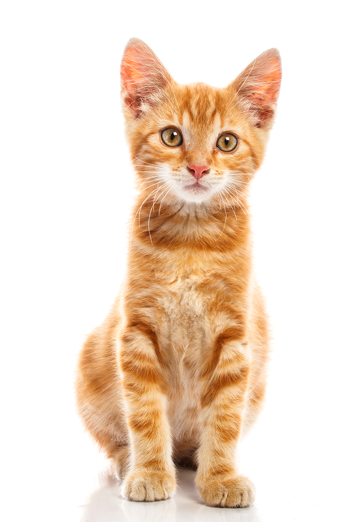 Baby Cat Png Free Download - Baby Cat, Transparent background PNG HD thumbnail