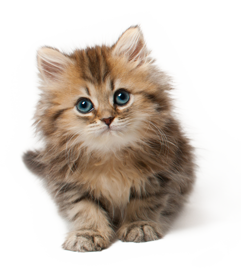 Baby Cat Png Image Background - Baby Cat, Transparent background PNG HD thumbnail