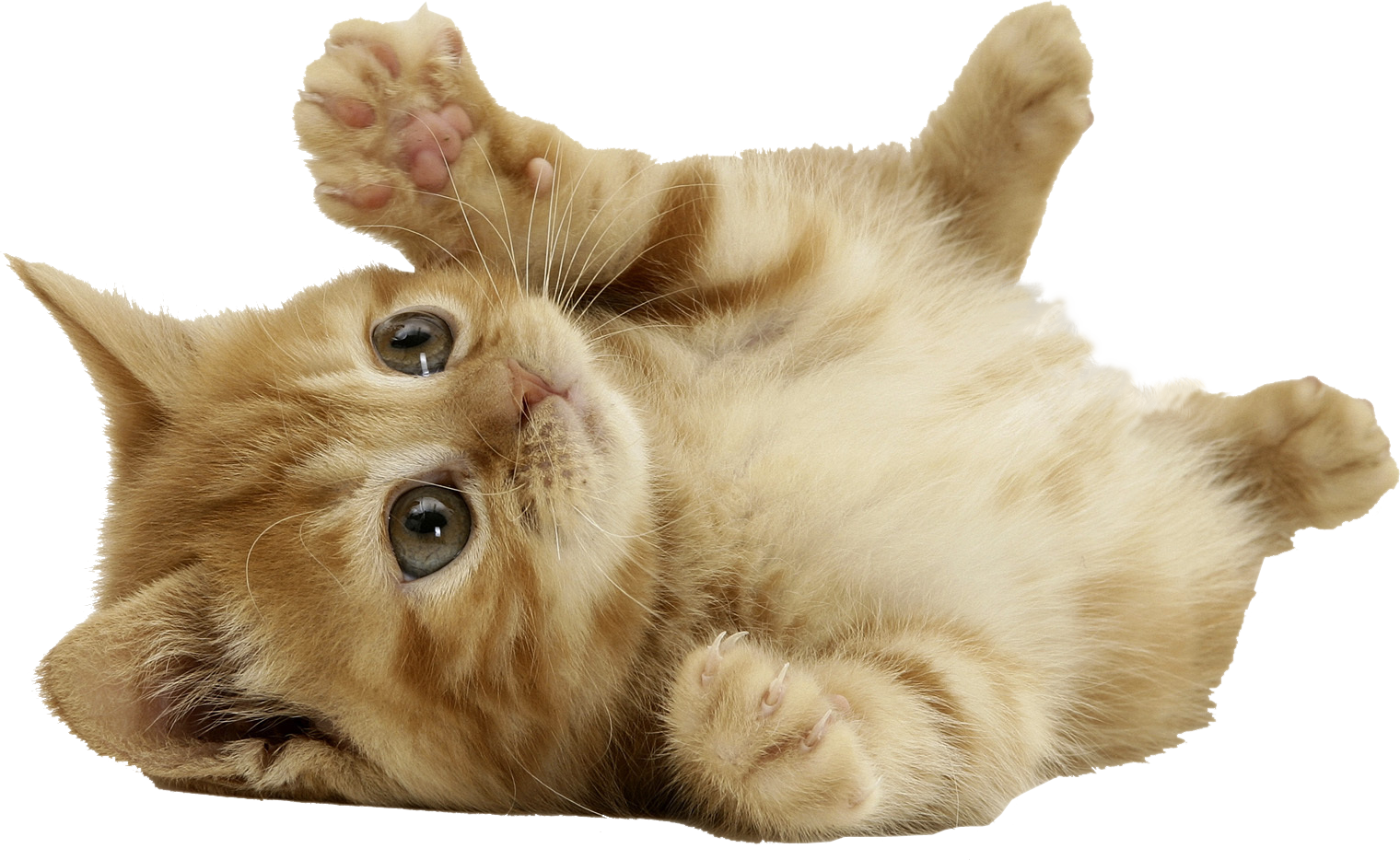 Baby Cat PNG Transparent Imag