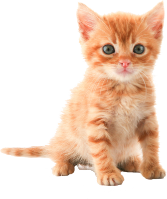 Cat Png Image, Free Download Picture, Kitten - Baby Cat, Transparent background PNG HD thumbnail