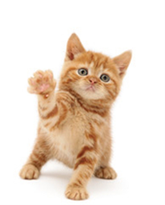 Download Beautiful Baby Hdpng.com  - Baby Cat, Transparent background PNG HD thumbnail