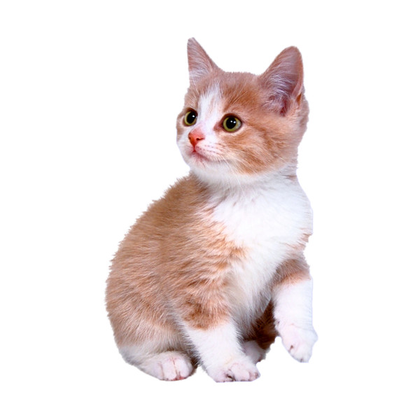 Kitten 28.png ❤ Liked On Polyvore Featuring Animals, Cats, Pets And - Baby Cat, Transparent background PNG HD thumbnail