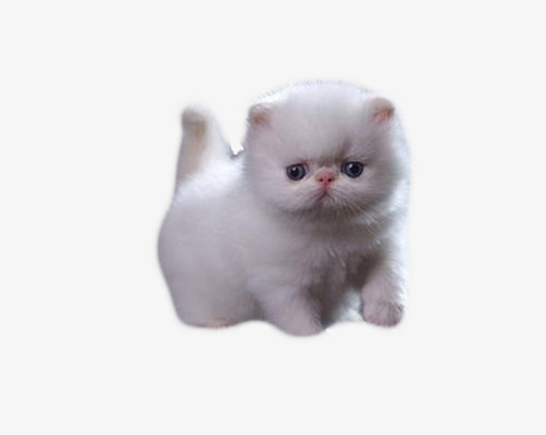 Persian Baby, Baby Cat, Lovely, Pet Png Image And Clipart - Baby Cat, Transparent background PNG HD thumbnail