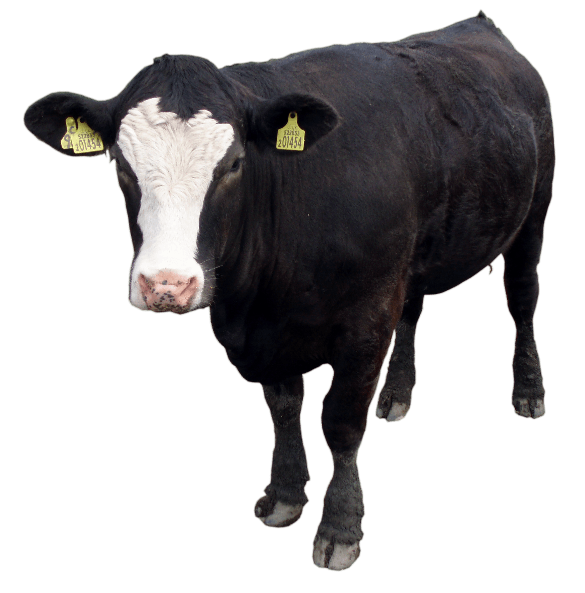 Black Cow Png Image Download Picture Png Image - Baby Cow, Transparent background PNG HD thumbnail